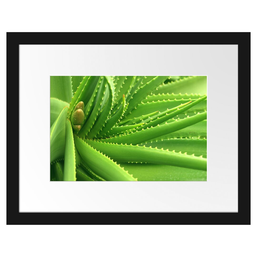 Gerahmtes Wandbild Aloe Vera