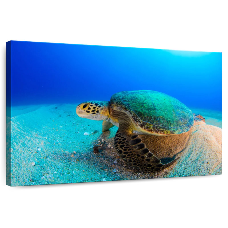 Brampt Resting Sea Turtle, 20" H x 30" W
