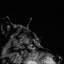 « loup i », reproduction de photo sur toile-29169627-72806902-72806907