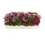 Sedum and Orchids Arranged in Fiberstone Planter