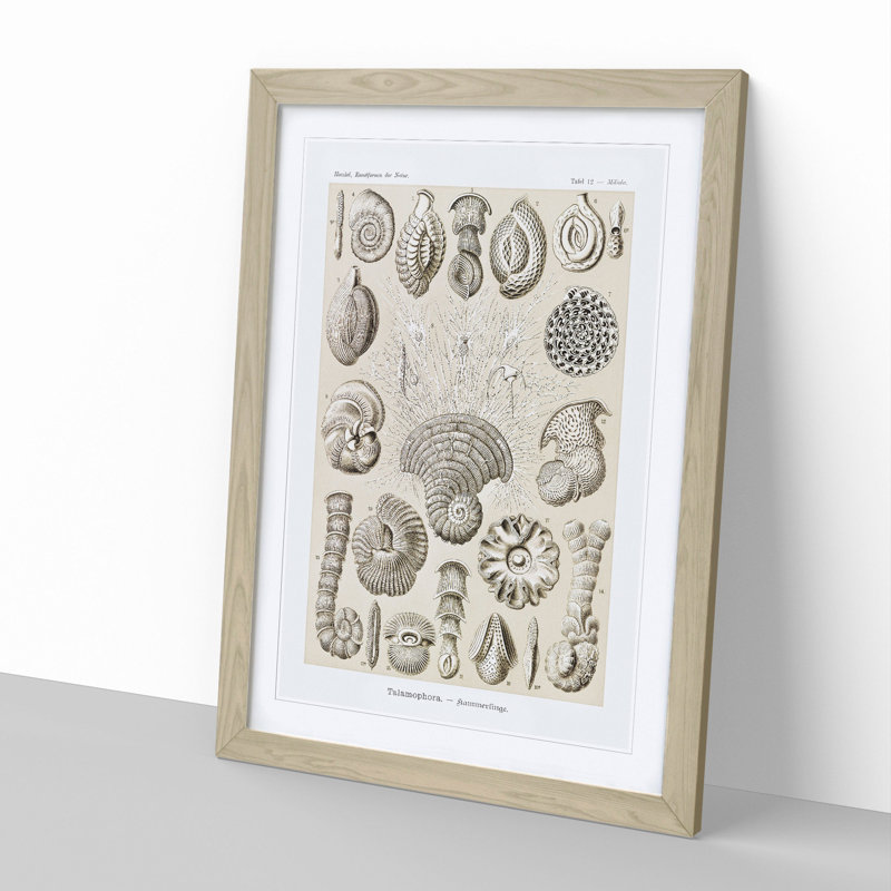 Study of Shells by Ernst Haeckel - Picture Frame Graphic Art, 36cm H x 27cm W x 2cm D, Oak Framed