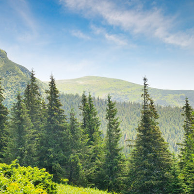 «Forest on Hillside» par Alinamd - Photographie sur toile tendue