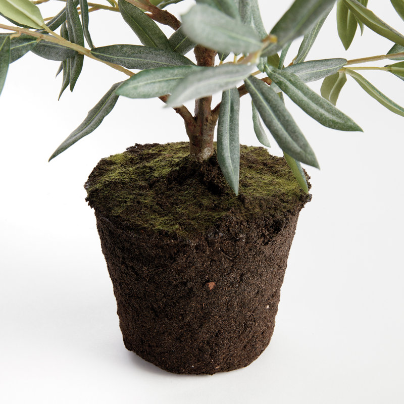 Mini-arbre olivier 26 po, 26"