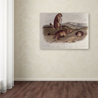 "Prairie Dog" by John James Audubon Painting Print on Wrapped Canvas