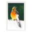 American Robin Print by PC Ngo-1952204230-1952204231