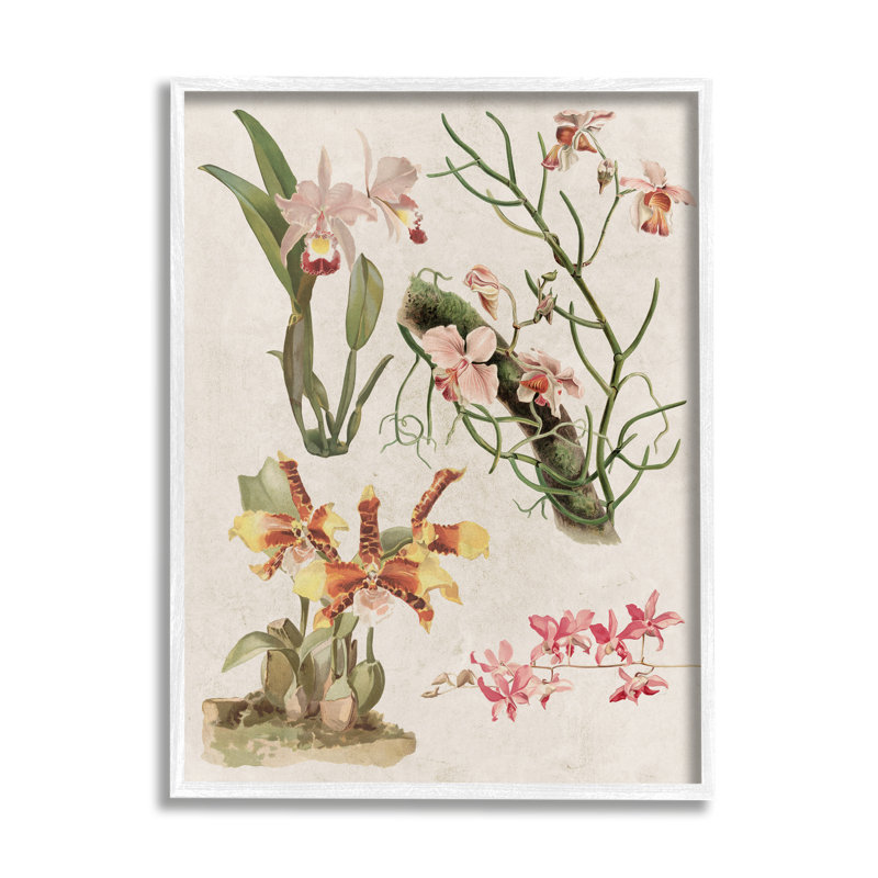 «Vintage Study Varied Flora» par Lil 'Rue - cadre flottant, impression sur bois, H 20 po x l 16 po x P 1,5 po