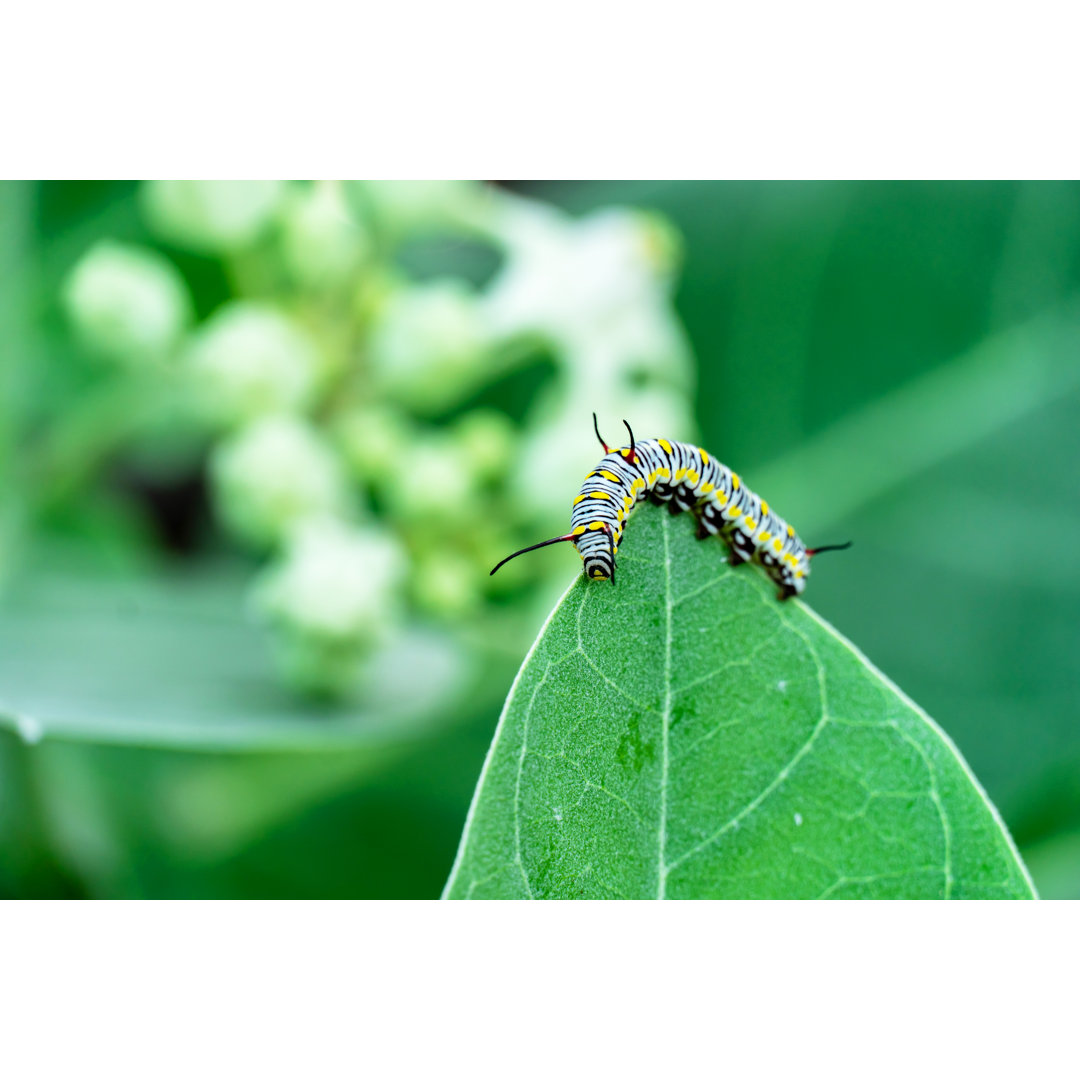 Monarchfalter Raupe von Amnat Jomjun - Leinwandbild