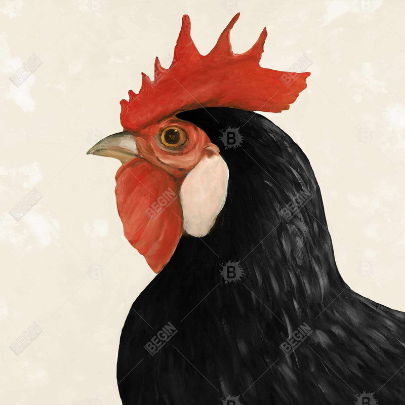 «Beautilful Black Hen»