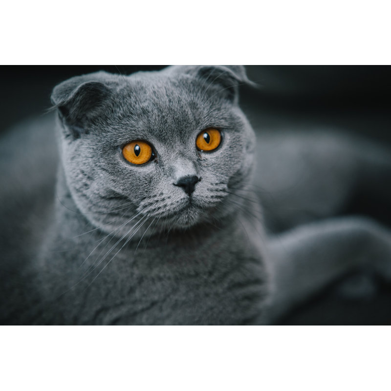 Portrait of Beautiful Scottish Fold Cat, 51cm H x 76cm W