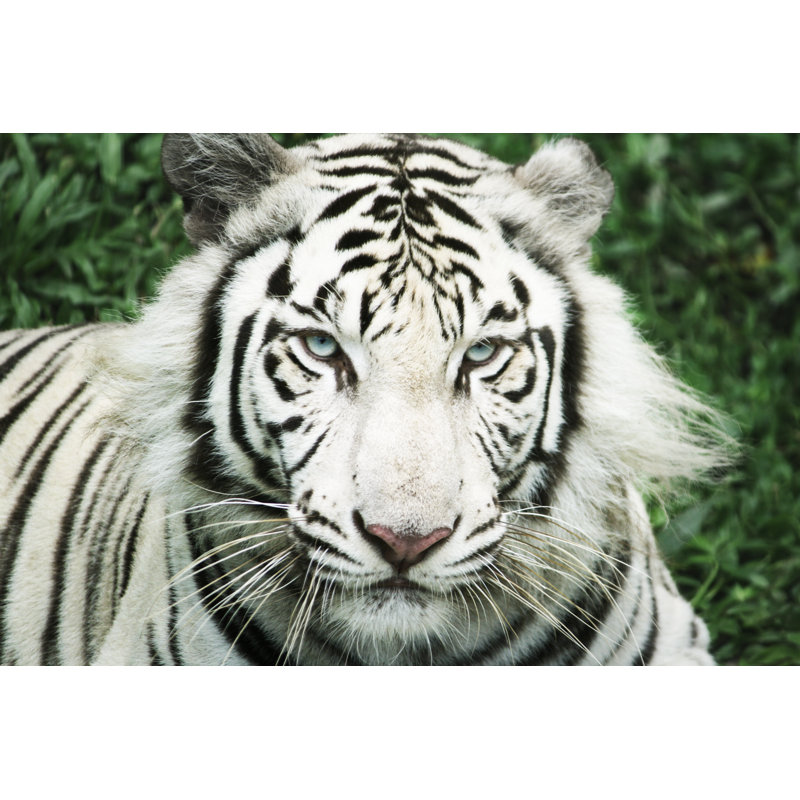 White Tiger by Taruntulaz - Wrapped Canvas Print, 51cm H x 76cm W 