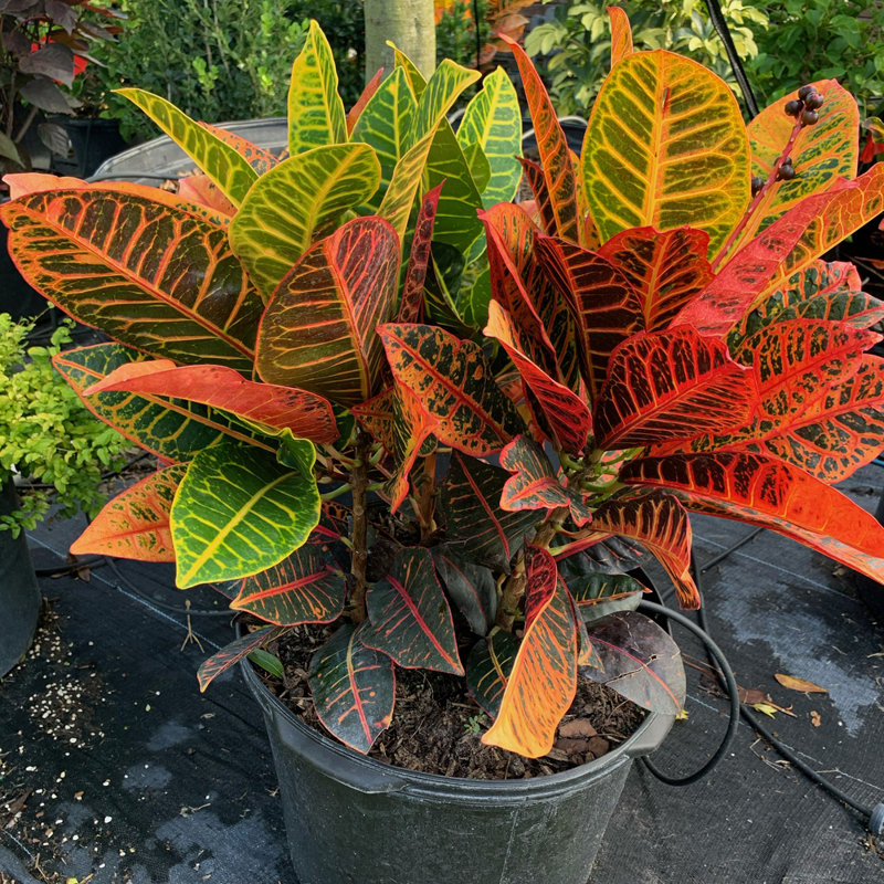 Petra Croton Large Indoor/Outdoor Bush with Multicolor Leaves