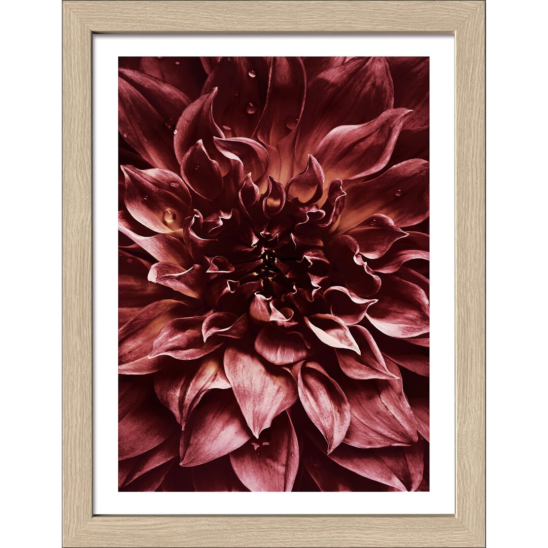 Gerahmtes Poster Dark Dahlia