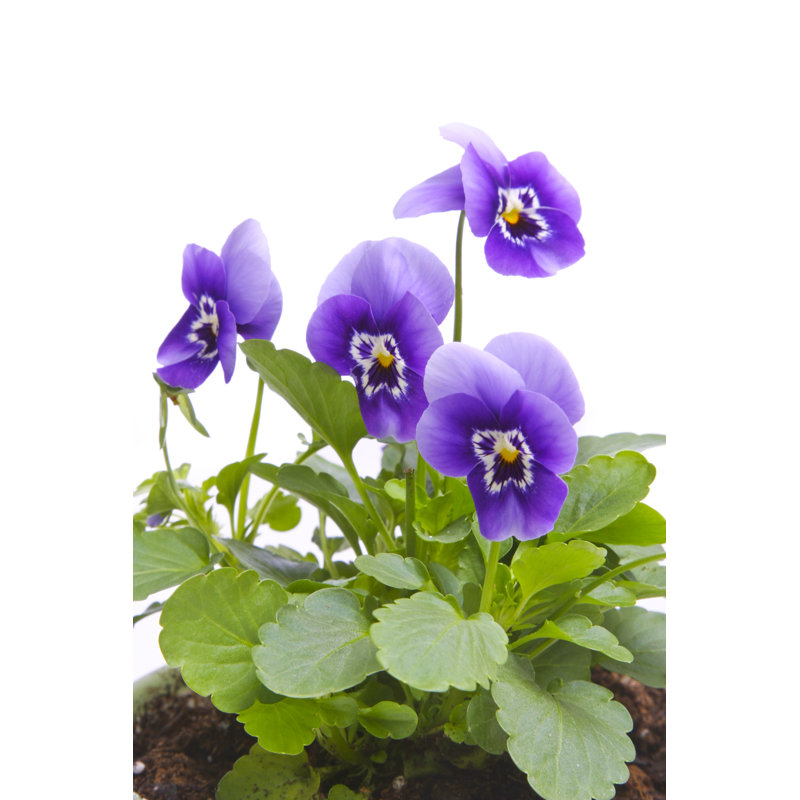 Gardening by Liliboas - No Frame Art Prints on Canvas, 46cm H x 30cm W