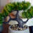 8.25 Mungo Pine Bonsai Plant