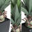 30” Agave Artificial Plant With Pot