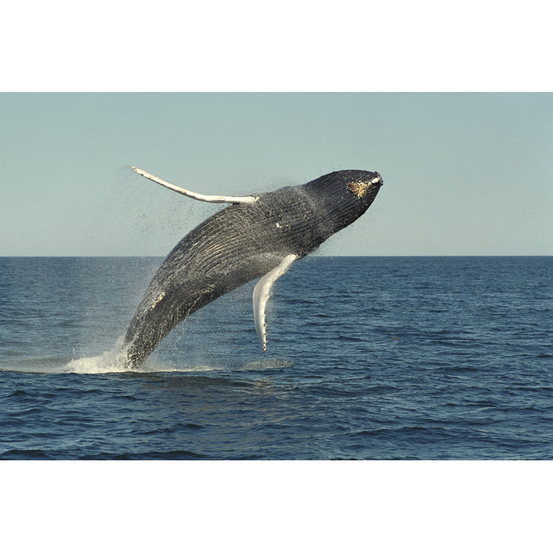 Whale Breaching In Open Water - Wrapped Canvas Print, 30cm H x 46cm W