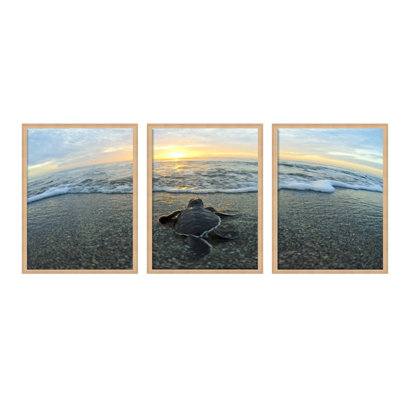 " Turtle " by Christopher Doherty 3 - Pieces