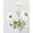 White Ranunculus 18.5"