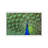 Peacock Feathers - Floater Frame Print on Canvas-30786859-30786856