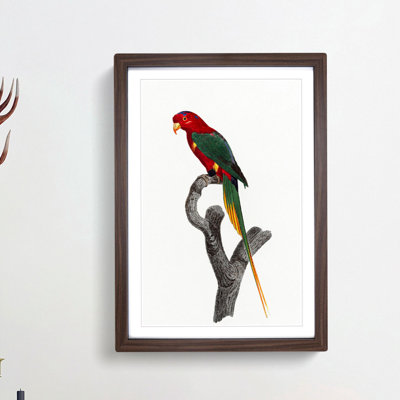 Papuan Lorikeet by F. Levaillant - Framed Print