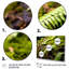 «Green Fern Scenery III», reproduction sur toile-600295878-600295879