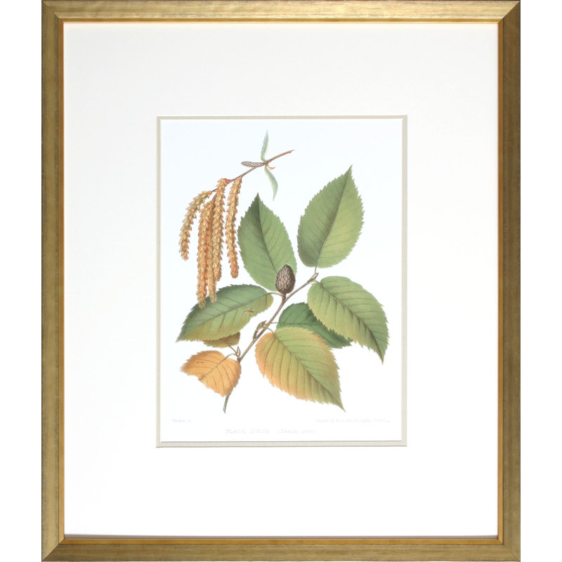 Antique Black Birch par Sprague - cadre photo, impression sur papier