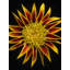 Gazania Print by Harold Davis-65783228-65783229