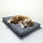 Tapis pour chien 100% lavable pardon par Snoozer-20503580-20503583