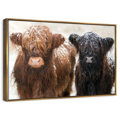 Poilu Highland Cows