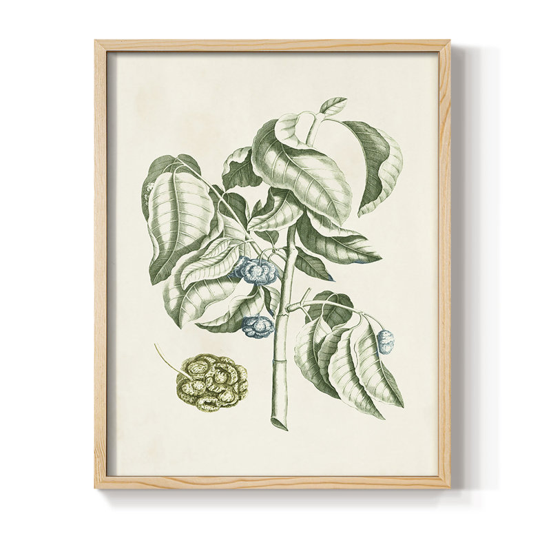 «Buchoz Tropicals V», reproduction encadrée - bois massif, H 11 po x l 9 po