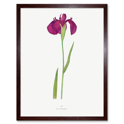 Japanese Water Iris Flower Floral Stem - Print