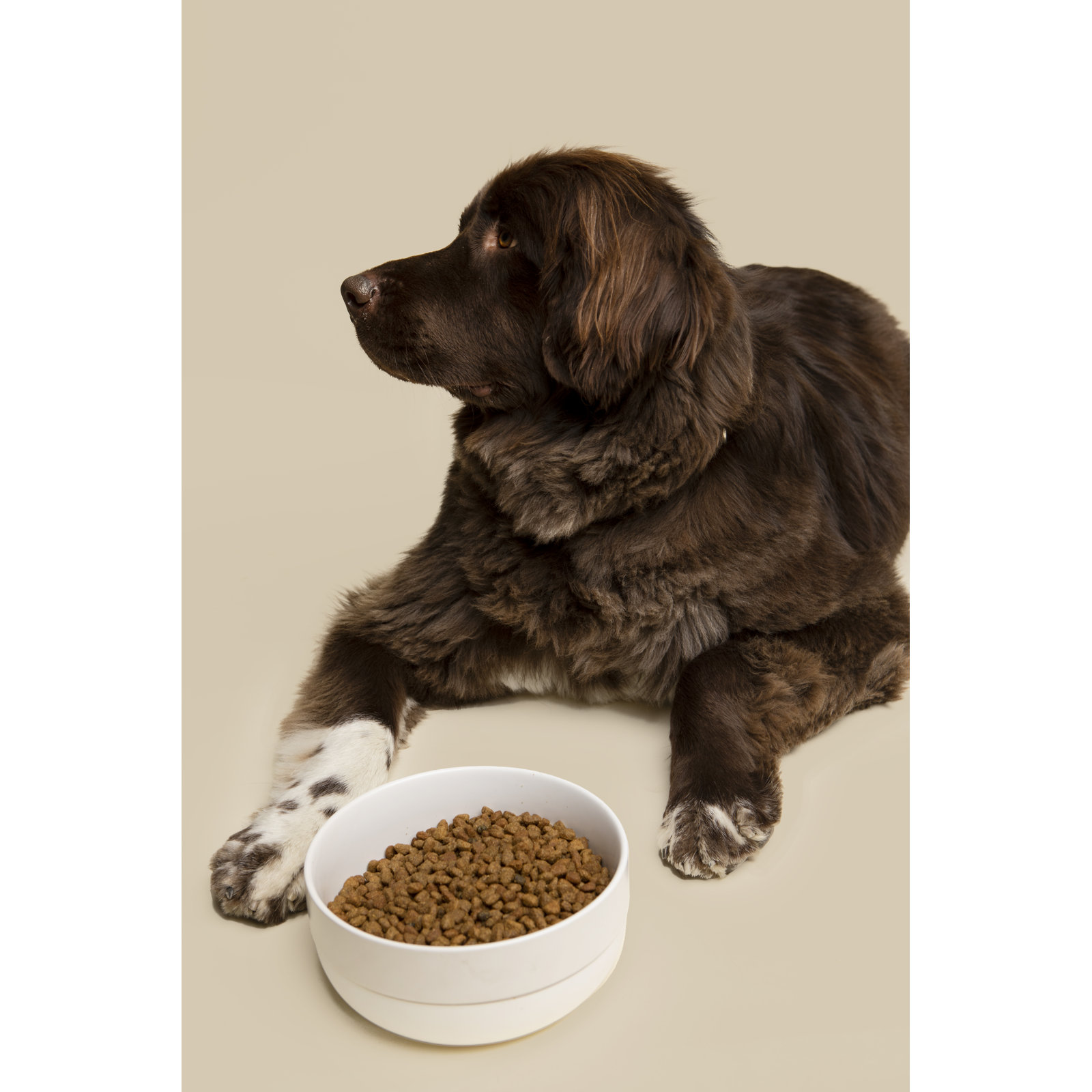 Cling Silicone Bottom Dog Bowl, White, Large (3.5")