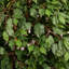 72'' Faux Ficus Tree in Ceramic Planter