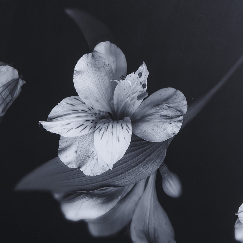 Black And White Flowers Print