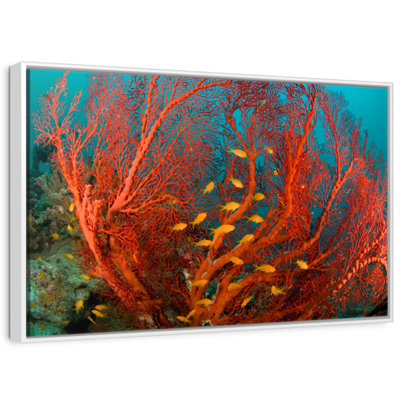 Fire Coral, Floating Frame White, 40" X 27"
