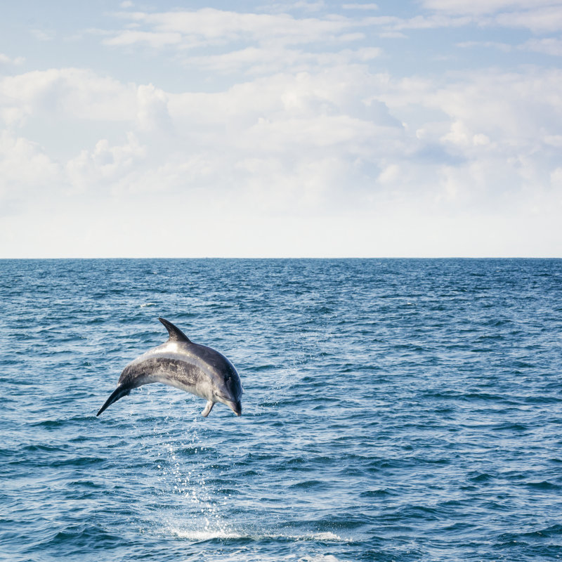 Leaping Wild Dolphin - Wrapped Canvas Print, 76cm H x 76cm W x 3.8cm D