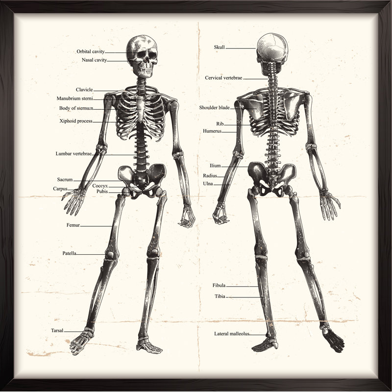 Human Skeleton, Engraving by Man_Half-tube - Wrapped Canvas Print, 122cm H x 122cm W