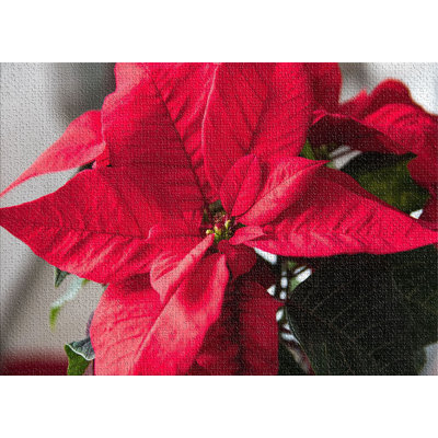 Tapis rouge Poinsettia