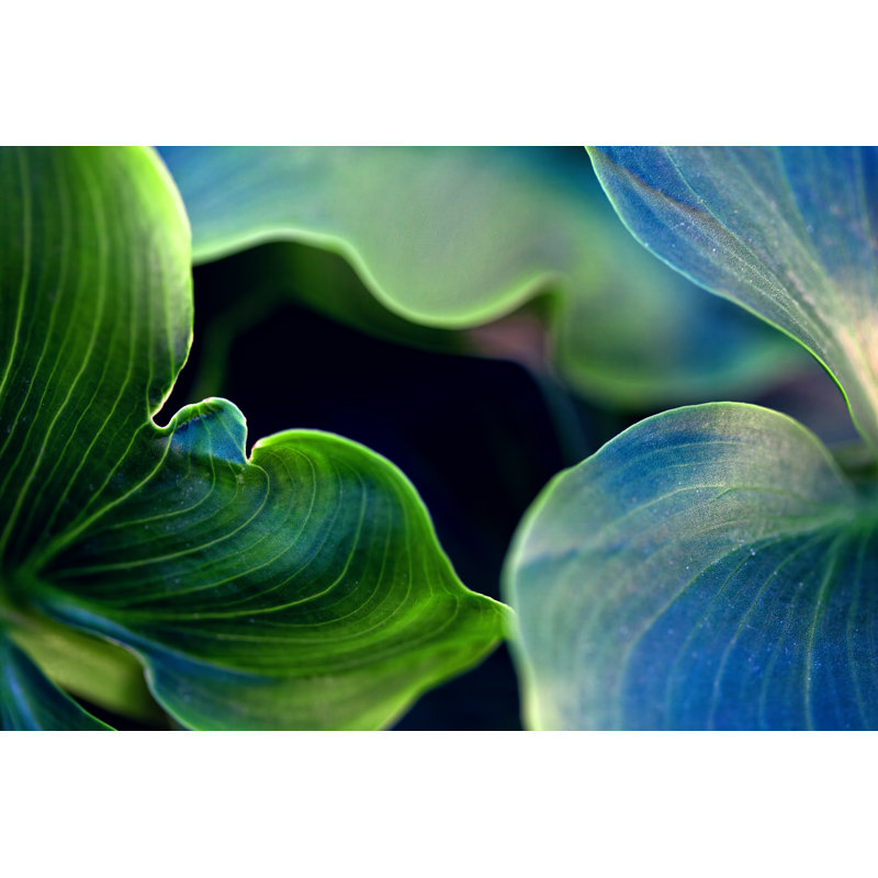 Abstract Composition by Vasiliki - Wrapped Canvas Print, 51cm H x 76cm W x 3.8cm D