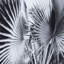 Black And White Palm Leaves C Print