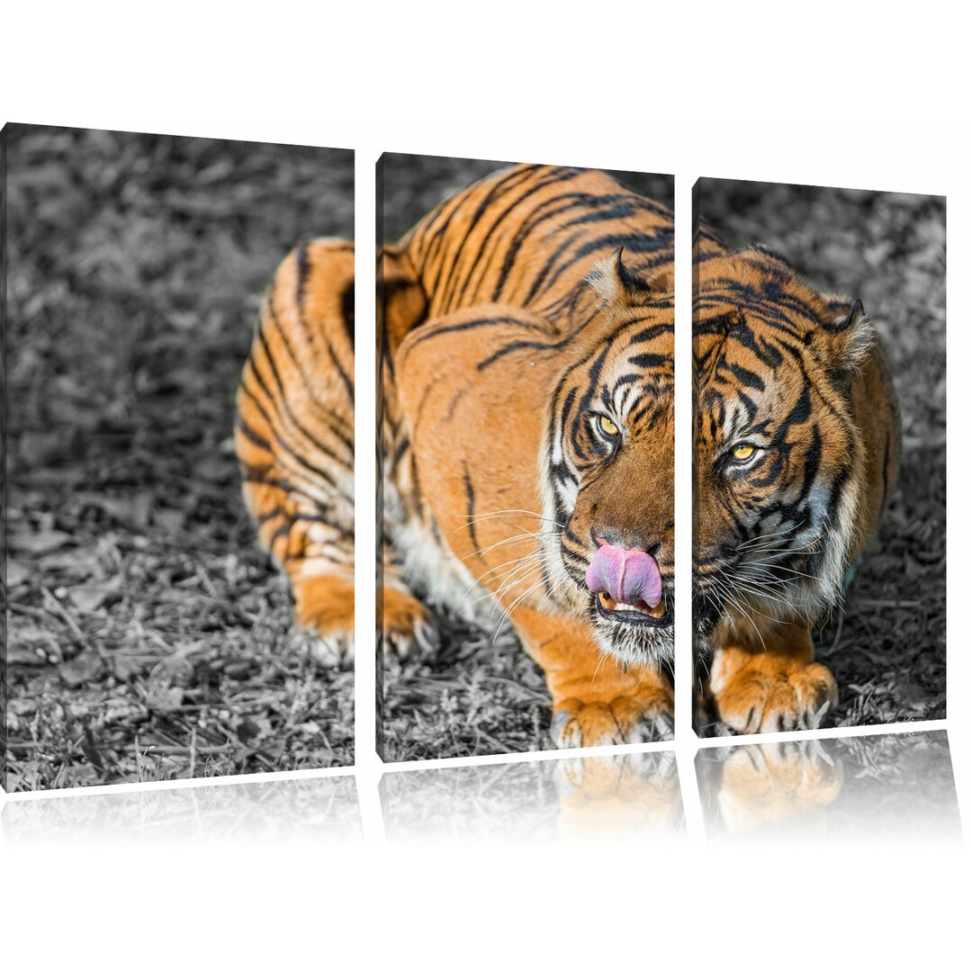 3-tlg. Leinwandbilder-Set „Großer Tiger“, Fotodruck