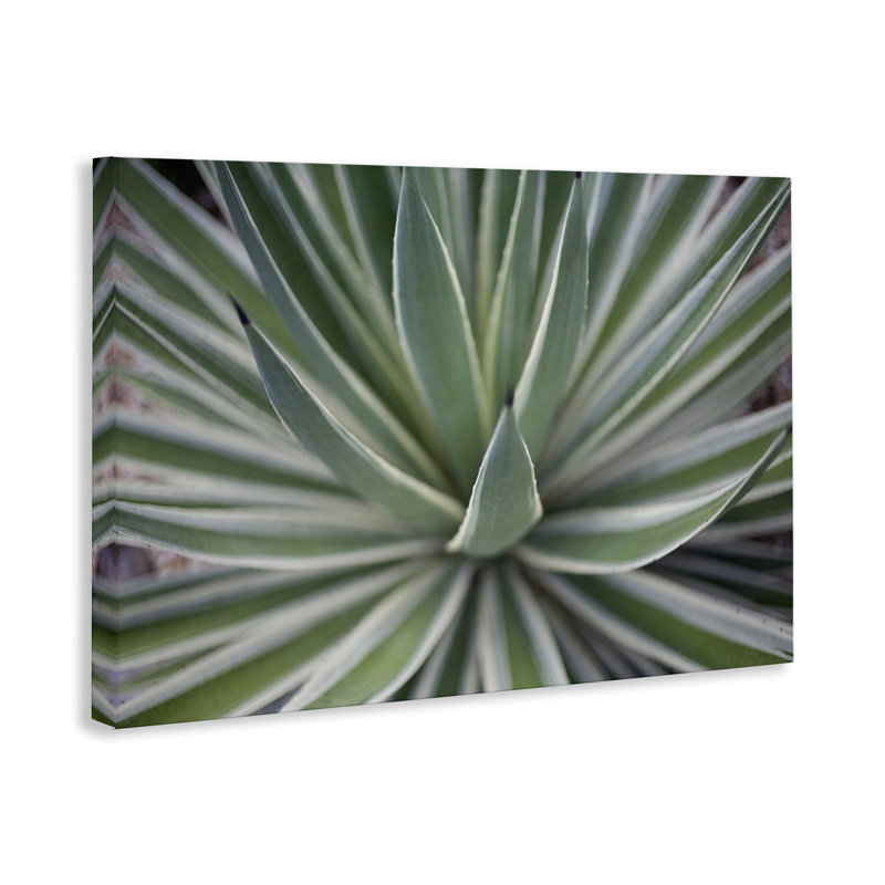 «Striped Plant Leaves», art mural sur toile par Susan Bryant, H 16 po x l 24 po