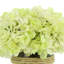 Cream Hydrangea in Rope Glass Vase-356774882
