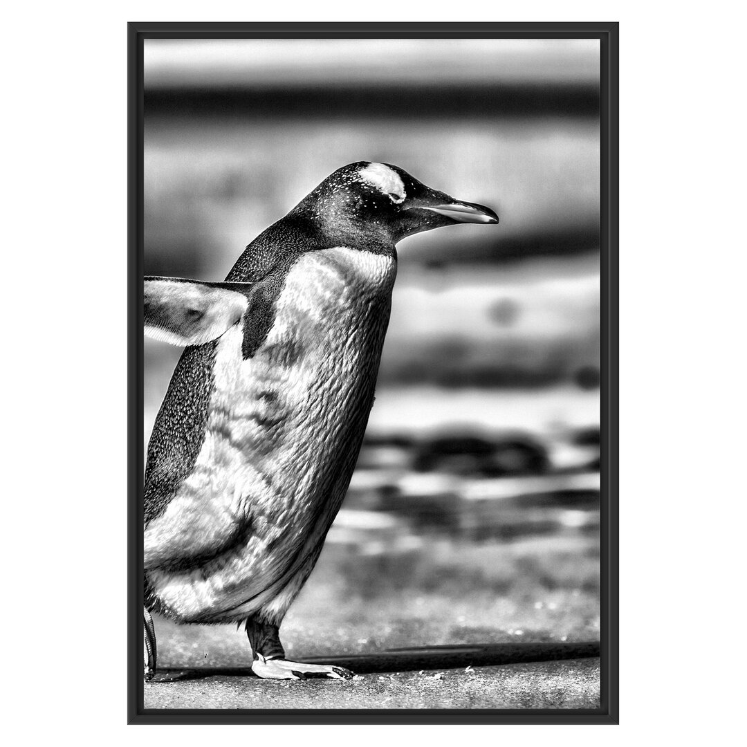 Gerahmtes Wandbild Pinguin am Strand