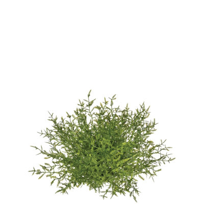 Remplissage de vase Tomo Feather Fern