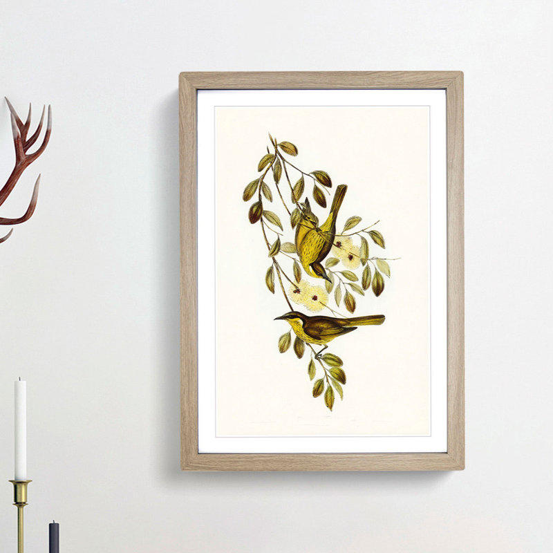 Varied Honeyeater Birds by Elizabeth Gould - Picture Frame Painting Print, 27cm H x 36cm W x 2cm D, Oak Framed