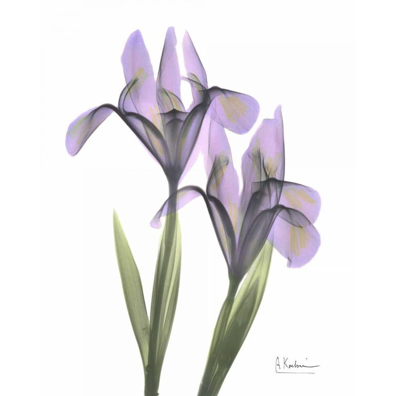 Art sur toile tendu Lark Manor ™, Koetsier, Albert, iris mauve, H 18 po x l 15 po