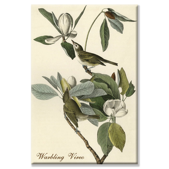 «Warble Vireo» par John Audubon, impression sur toile tendue, H 36 po x l 24 po