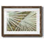 Suave Fronds - impression d'un seul cadre photo-1227837938-1227837939
