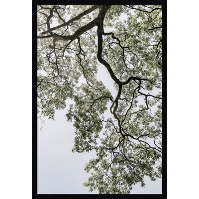 Pleasantville "Coastal Forest" Print